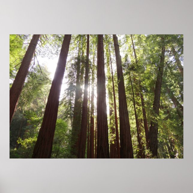 Upp till Redwood på morgonen Poster (Framsidan)