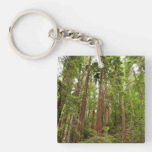 Upp till Redwoods I vid Muir Woods National Monume