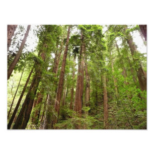 Upp till Redwoods I vid Muir Woods National Monume Fototryck