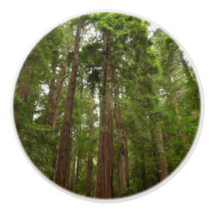 Upp till Redwoods I vid Muir Woods National Monume Knopp