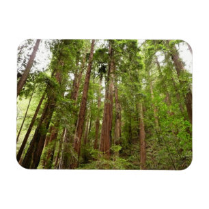 Upp till Redwoods I vid Muir Woods National Monume Magnet