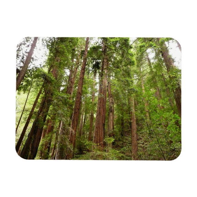 Upp till Redwoods I vid Muir Woods National Monume Magnet (Horisontell)