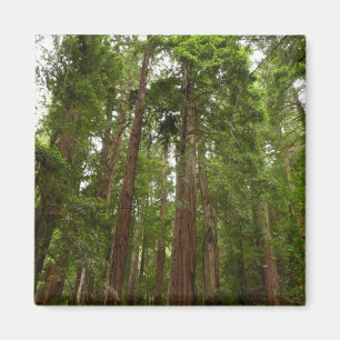 Upp till Redwoods I vid Muir Woods National Monume Magnet