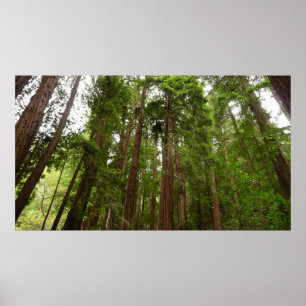 Upp till Redwoods I vid Muir Woods National Monume Poster