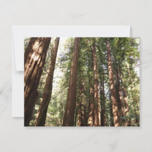 Upp till Redwoods II vid Muir Woods National Monum