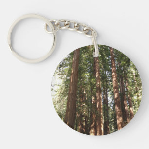 Upp till Redwoods II vid Muir Woods National Monum