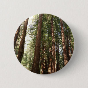 Upp till Redwoods II vid Muir Woods National Monum Knapp