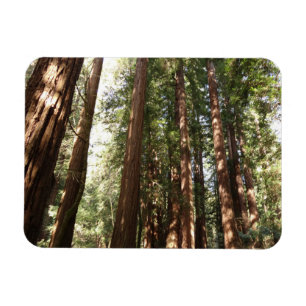 Upp till Redwoods II vid Muir Woods National Monum Magnet