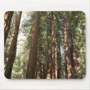 Upp till Redwoods II vid Muir Woods National Monum Musmatta