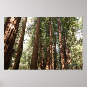 Upp till Redwoods II vid Muir Woods National Monum Poster