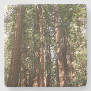 Upp till Redwoods II vid Muir Woods National Monum Stenunderlägg