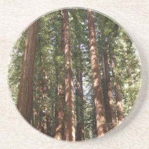 Upp till Redwoods II vid Muir Woods National Monum Underlägg