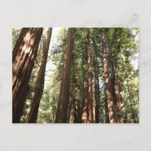 Upp till Redwoods II vid Muir Woods National Monum Vykort
