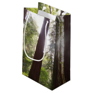 Upp till Redwoods på morgonen