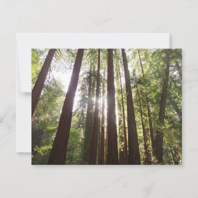 Upp till Redwoods på morgonen (Framsida)