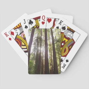 Upp till Redwoods på morgonen Casinokort