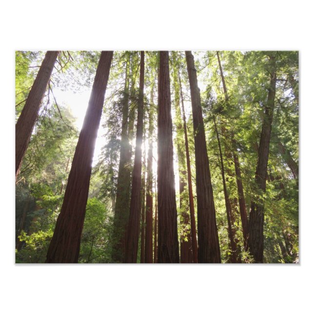 Upp till Redwoods på morgonen Fototryck (Framsidan)