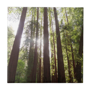 Upp till Redwoods på morgonen Kakelplatta