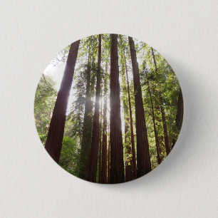 Upp till Redwoods på morgonen Knapp