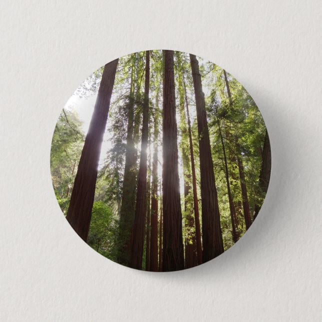 Upp till Redwoods på morgonen Knapp (Framsida)