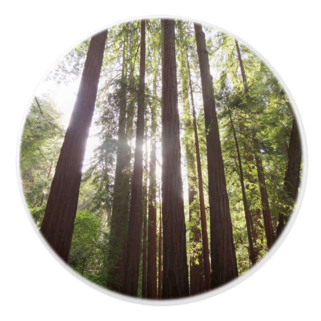 Upp till Redwoods på morgonen Knopp (Framsidan)