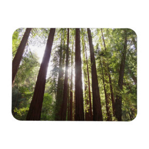 Upp till Redwoods på morgonen Magnet