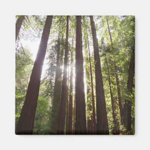 Upp till Redwoods på morgonen Magnet