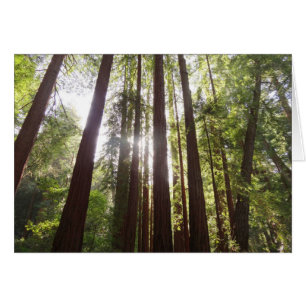 Upp till Redwoods på morgonen OBS Kort