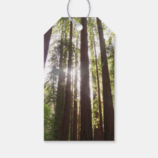 Upp till Redwoods på morgonen Presentetikett (Framsidan)