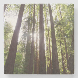 Upp till Redwoods på morgonen Stenunderlägg