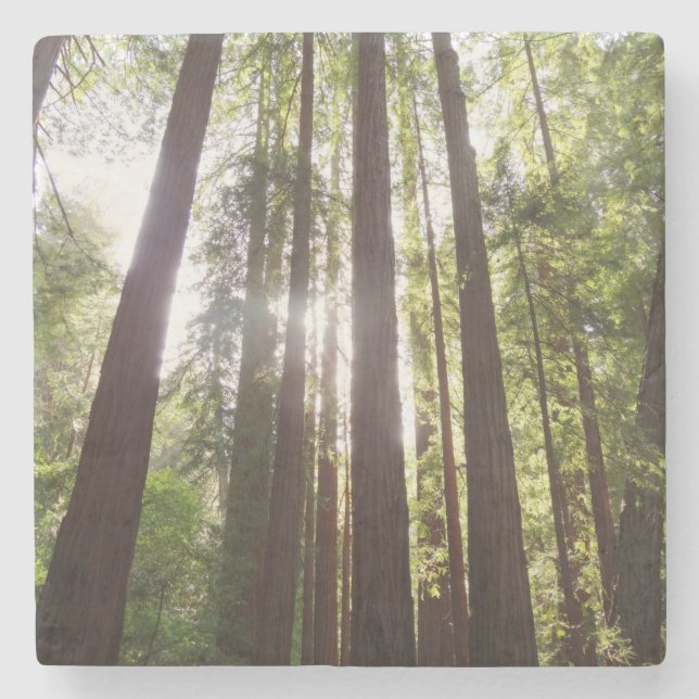 Upp till Redwoods på morgonen Stenunderlägg (Framsidan)