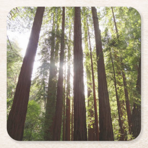 Upp till Redwoods på morgonen Underlägg Papper Kvadrat