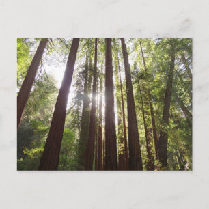 Upp till Redwoods på morgonen Vykort
