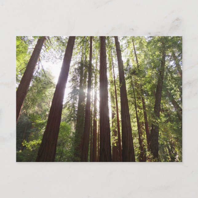 Upp till Redwoods på morgonen Vykort (Framsida)