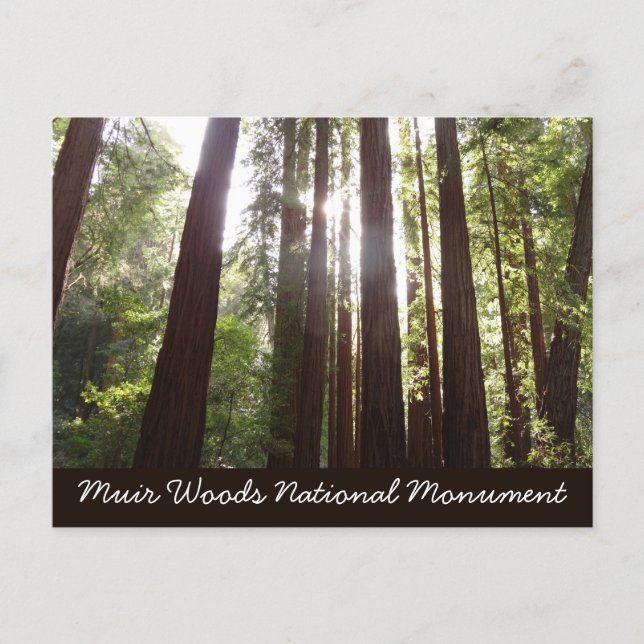 Upp till Redwoods på morgonen Vykort (Framsida)