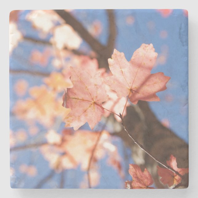 upp, upp, upp i träd stenunderlägg (Framsidan)