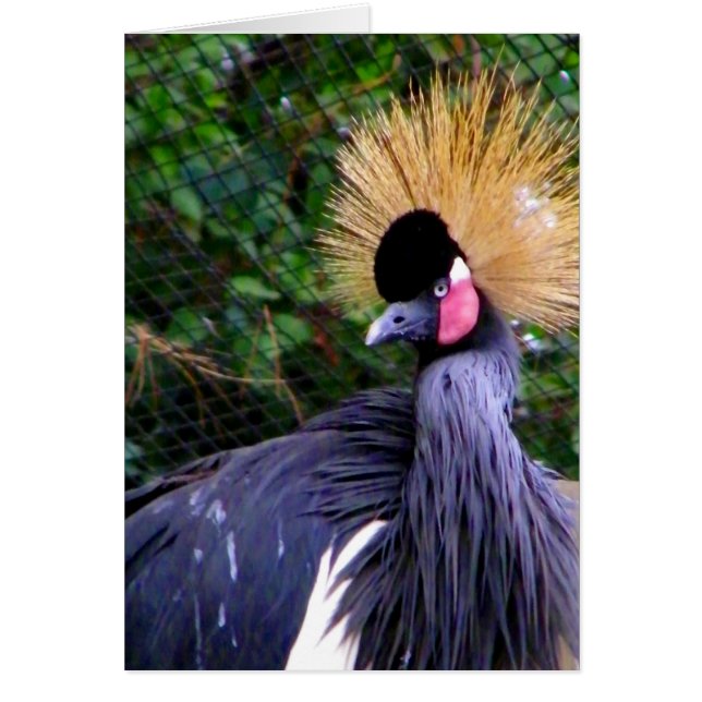 Uppåt, Hi_Card Hälsningskort (Framsidan)