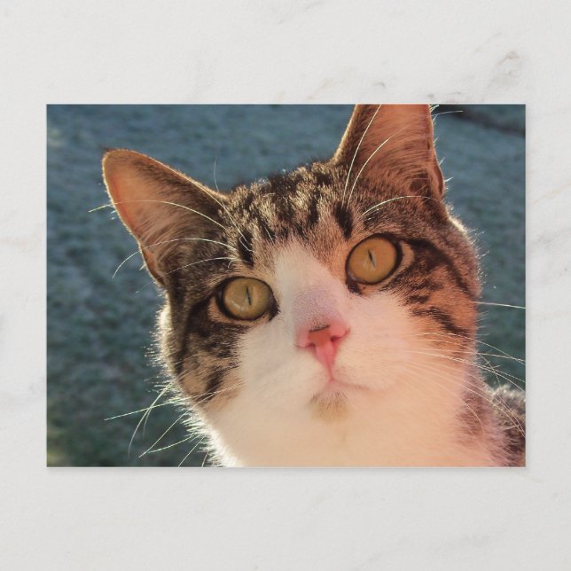 Uppåt kattunge nära vykort (Framsida)