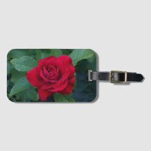 Uppåt röd ros nära