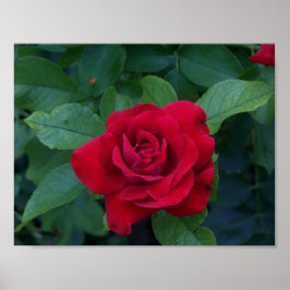 Uppåt röd ros nära poster