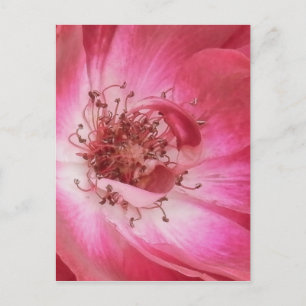 Uppåt Vintage Rosa ros Vykort