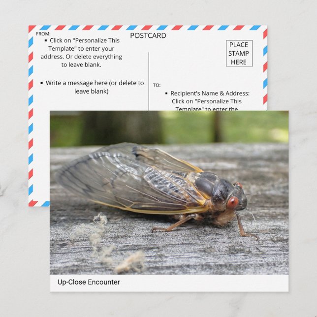 Uppåtriktat möte med naturen: Cicada-vykort Vykort (Fram/baksida)