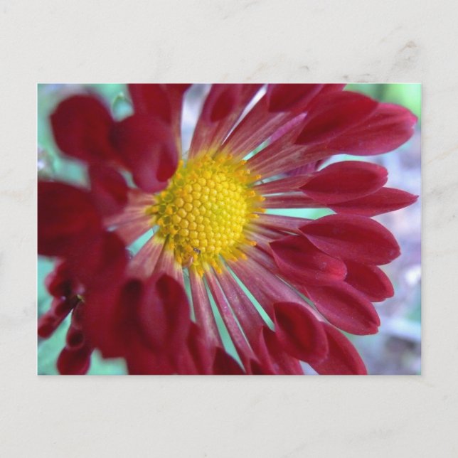 Uppåtstängd Daisy Vykort (Framsida)