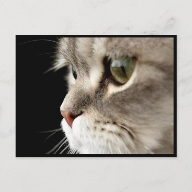 Uppåtstängt Kattunge-vykort Vykort (Framsida)