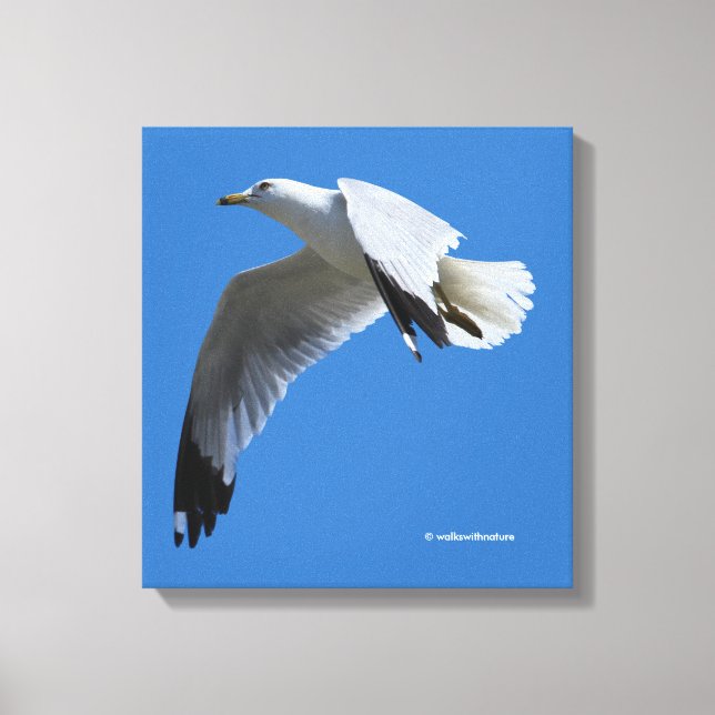 Uppblåsande Ring-fakturerad Gull under flygning Canvastryck (Framsida)
