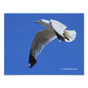 Uppblåsande Ring-fakturerad Gull under flygning Fototryck