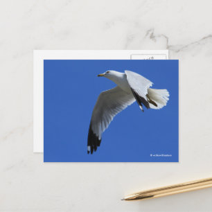 Uppblåsande Ring-fakturerad Gull under flygning Vykort