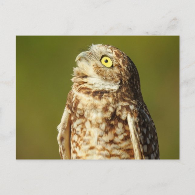 Uppblåsande vykort Uggla (Framsida)