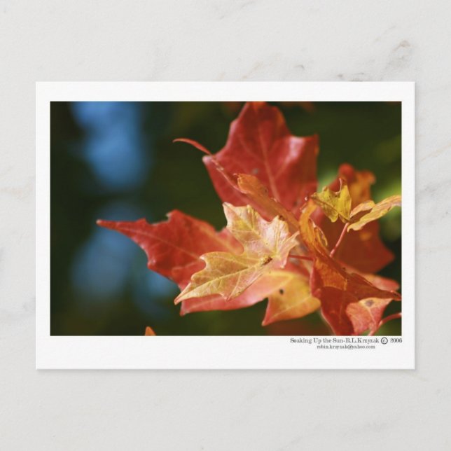 Uppblöda Sol Vykort (Framsida)