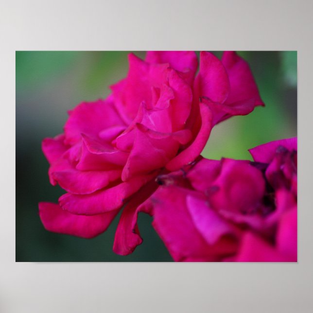 Uppblommad rosa ros poster (Framsidan)